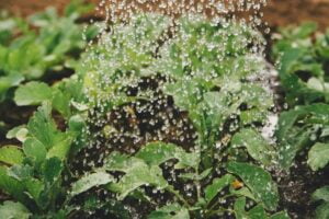 Valeria´s Dreams-blog-La importancia de los productos ecológicos en bebés